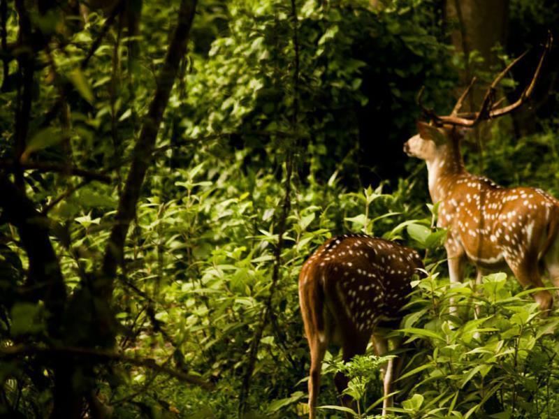 Sauraha Nana Hotel ภายนอก รูปภาพ